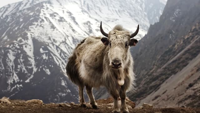 Thorong La pass on the Annapurna Circuit — AC vs EBC trek comparison Nepal 2026
