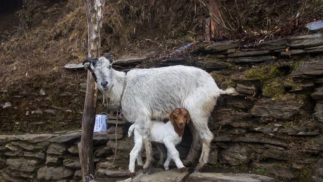 Nepal Himalaya conservation area — trekking permits explained 2026
