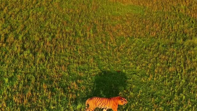 Chitwan vs Bardia 2026 — Nepal