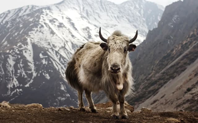 Thorong La pass on the Annapurna Circuit — AC vs EBC trek comparison Nepal 2026