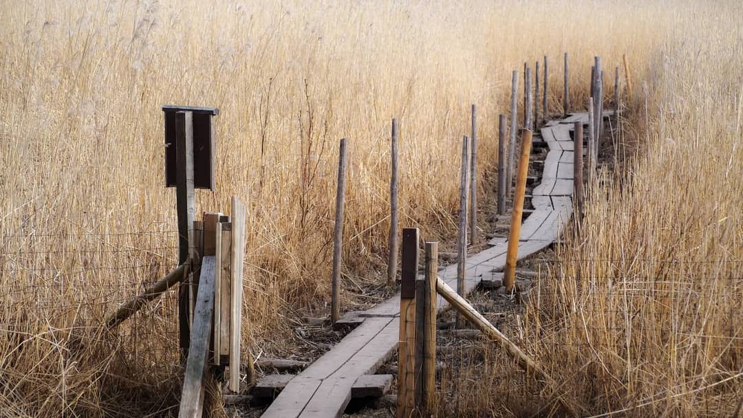 A narrow boardwalk through tall dry grass
