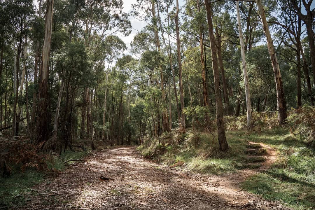 A walking track through tall eucalyptus forest in Victoria