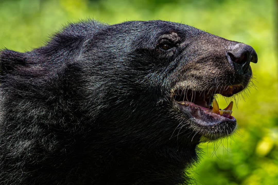 Side view of a black bear showing its teeth in the wild