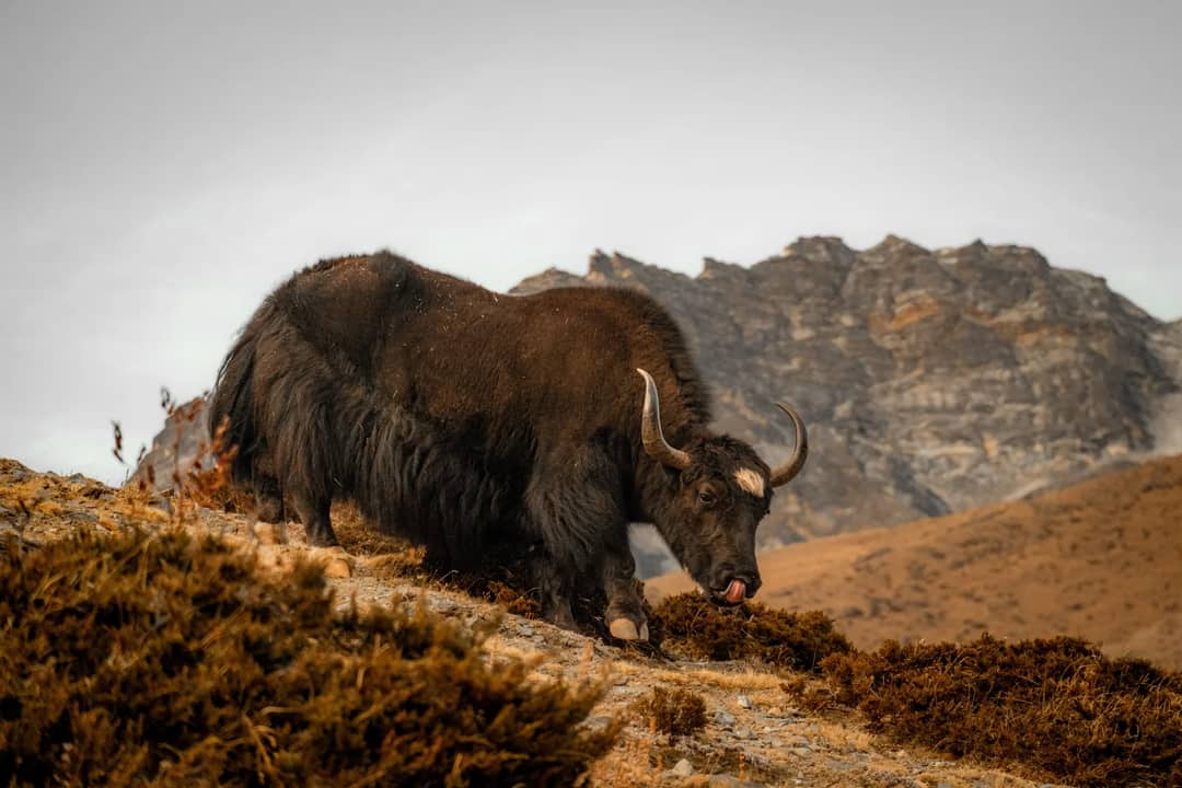 A majestic yak grazing on the slopes of the Himalayas in Nepal, showcasing the stunning natural landscape.