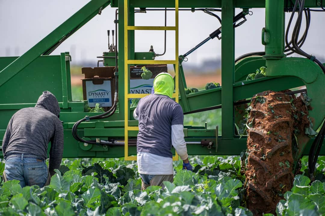 Farm workers harvest broccoli using machinery in a field, showcasing agricultural processes.