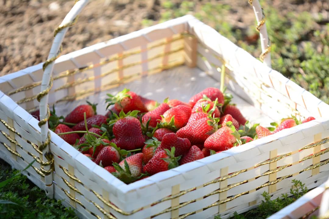 Vibrant strawberries fill a woven basket, capturing the essence of freshness.