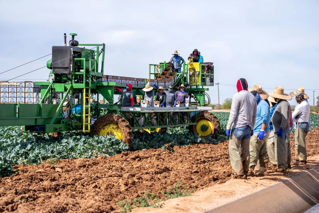 Farm workers use a combine harvester for harvesting crops on a sunny day.