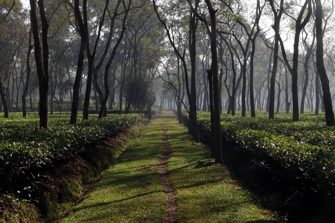 A tranquil footpath through lush tea gardens in Sreemangal, Sylhet, Bangladesh.