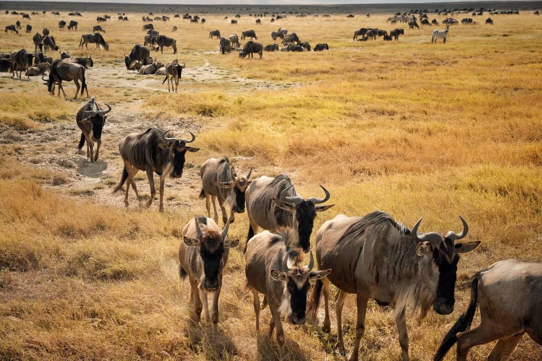 A breathtaking view of migrating wildebeests in Serengeti's Mara Region, Tanzania.