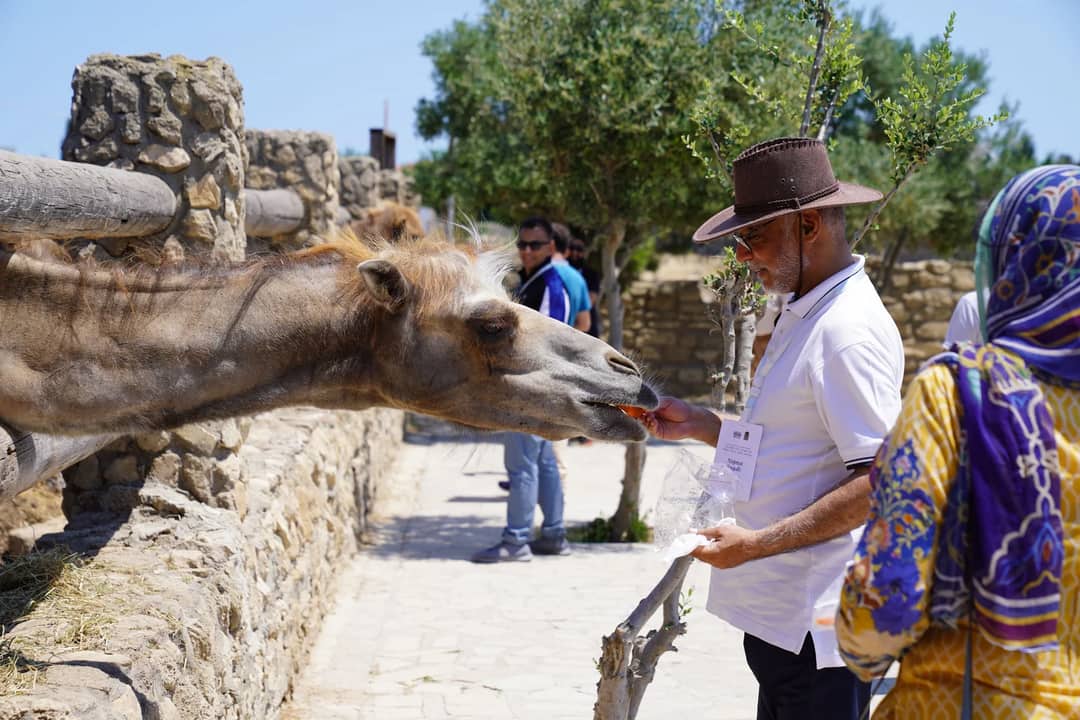 A man wearing a hat feeds a camel outdoors on a sunny day, with onlookers and stone walls.