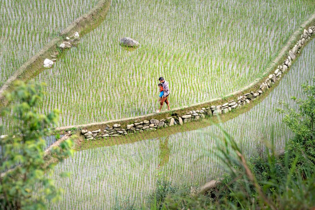 A father and son walk along a path in lush rice paddies, showcasing rural life.