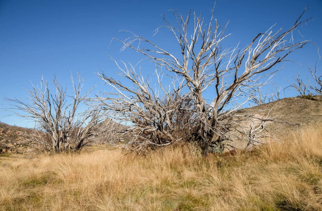 Dramatic leafless trees under clear skies in Mount Buffalo's rugged landscape.