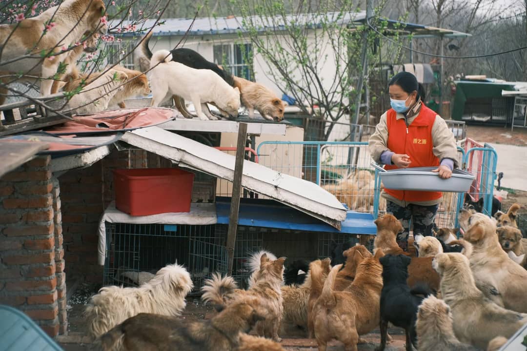 A volunteer feeds a group of rescued dogs at an animal shelter, fostering a caring environment.