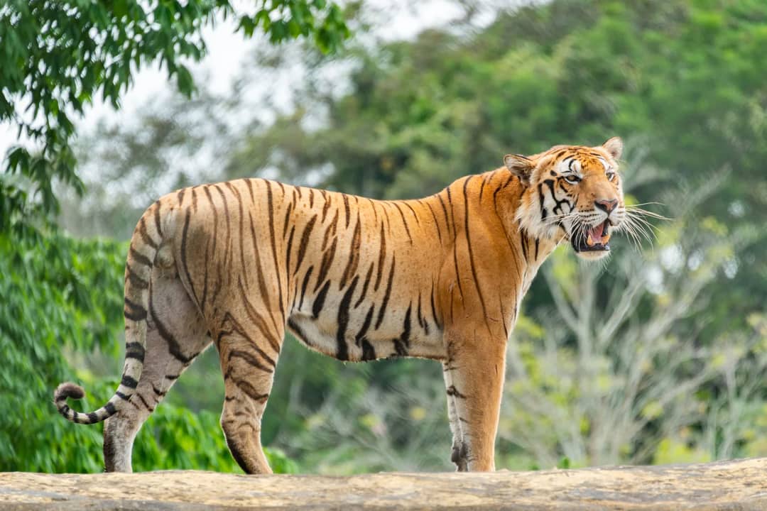 A fierce Bengal tiger roams its lush jungle habitat, showcasing wild beauty.