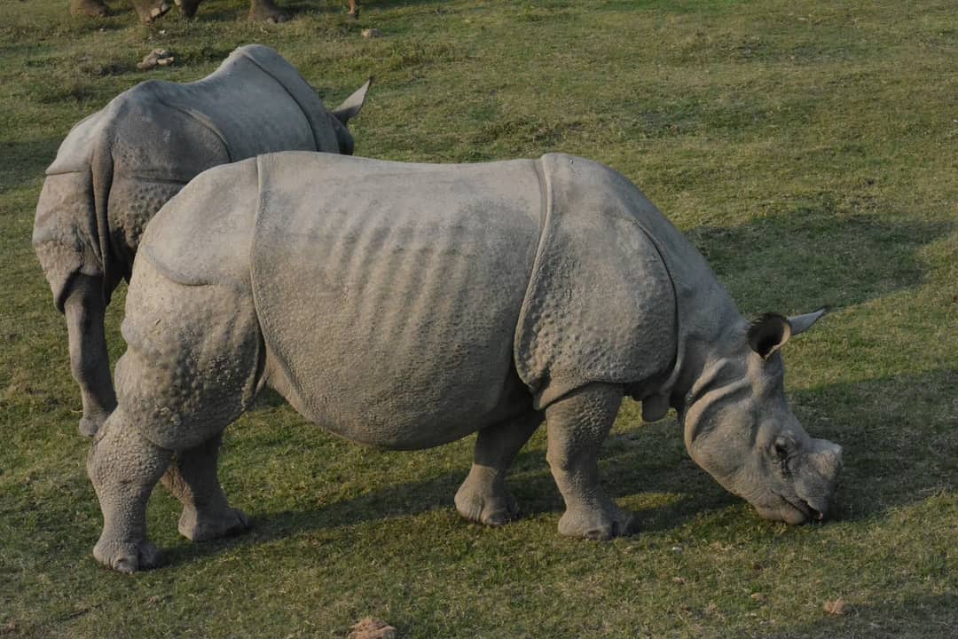 Two Indian rhinoceroses grazing in Kaziranga National Park, Assam, India.