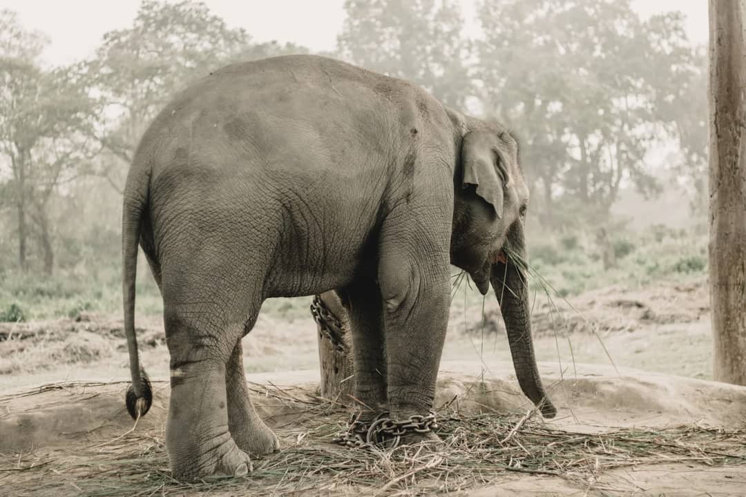 Asian elephant standing outdoors in Chitwan National Park, Nepal, showcasing its majestic stature.