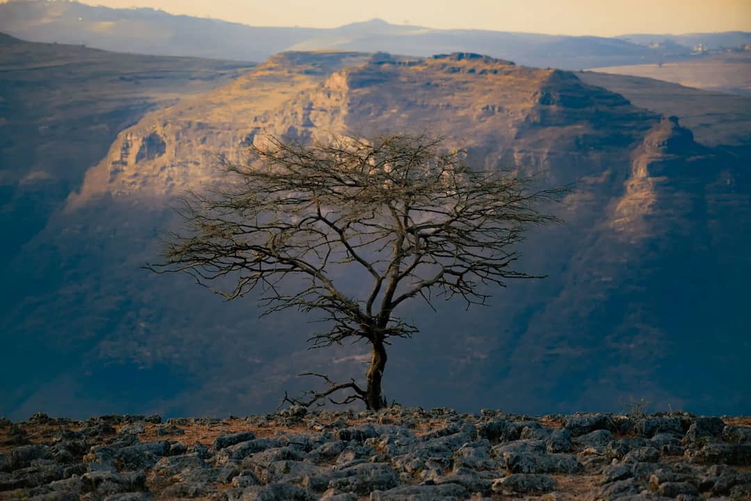 A solitary tree on a rocky cliff overlooks vast, rugged mountains at sunset, showcasing nature's raw beauty.