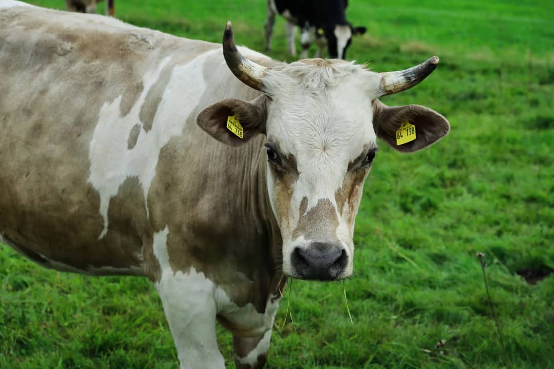 Close-up of a brown and white cow with horns grazing in a lush green pasture.