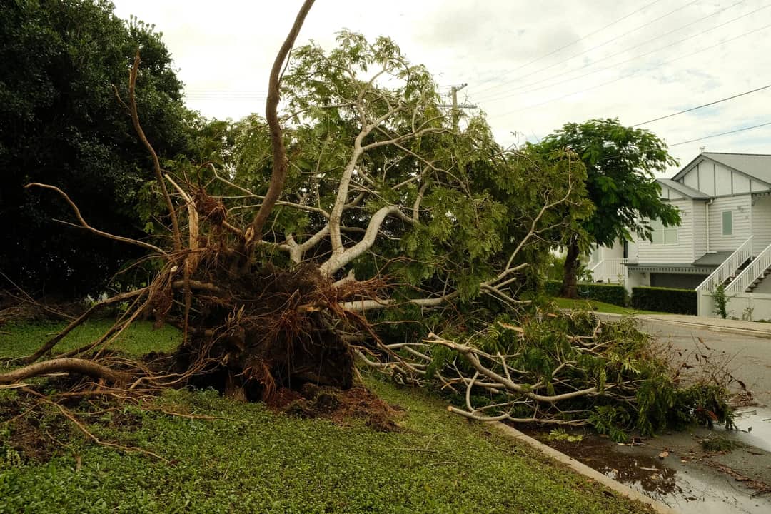 Uprooted tree lies on suburban street after a violent storm, showcasing nature's power.