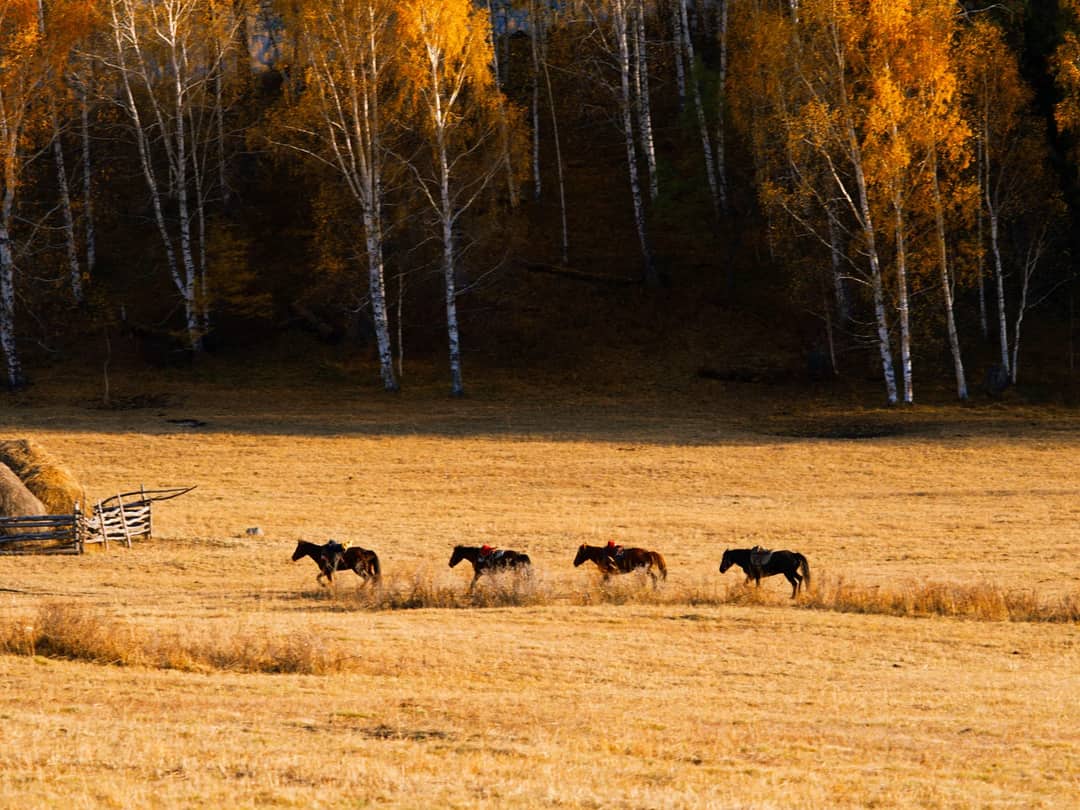 A picturesque scene of horses galloping through a countryside field in autumn, surrounded by golden birch trees.