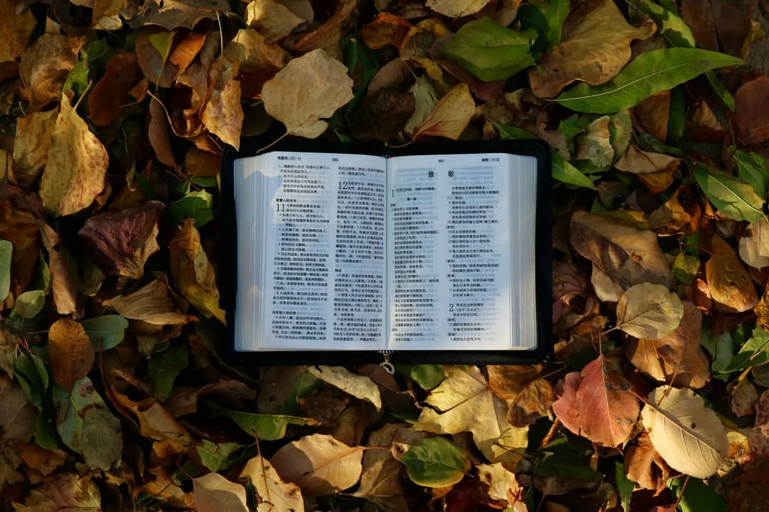 An open book lies on colorful autumn leaves. Captured from above, showcasing reading and fall themes.