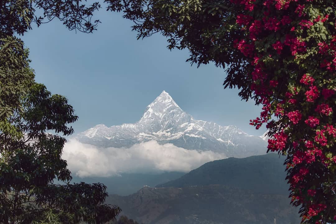 Breathtaking scenery of Machapuchare peak framed with vibrant flowers and lush foliage in Pokhara, Nepal.