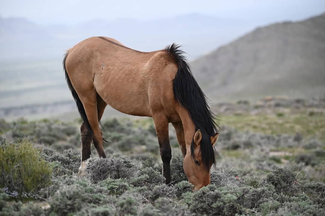 A majestic wild mustang grazing in the natural grasslands of Utah.