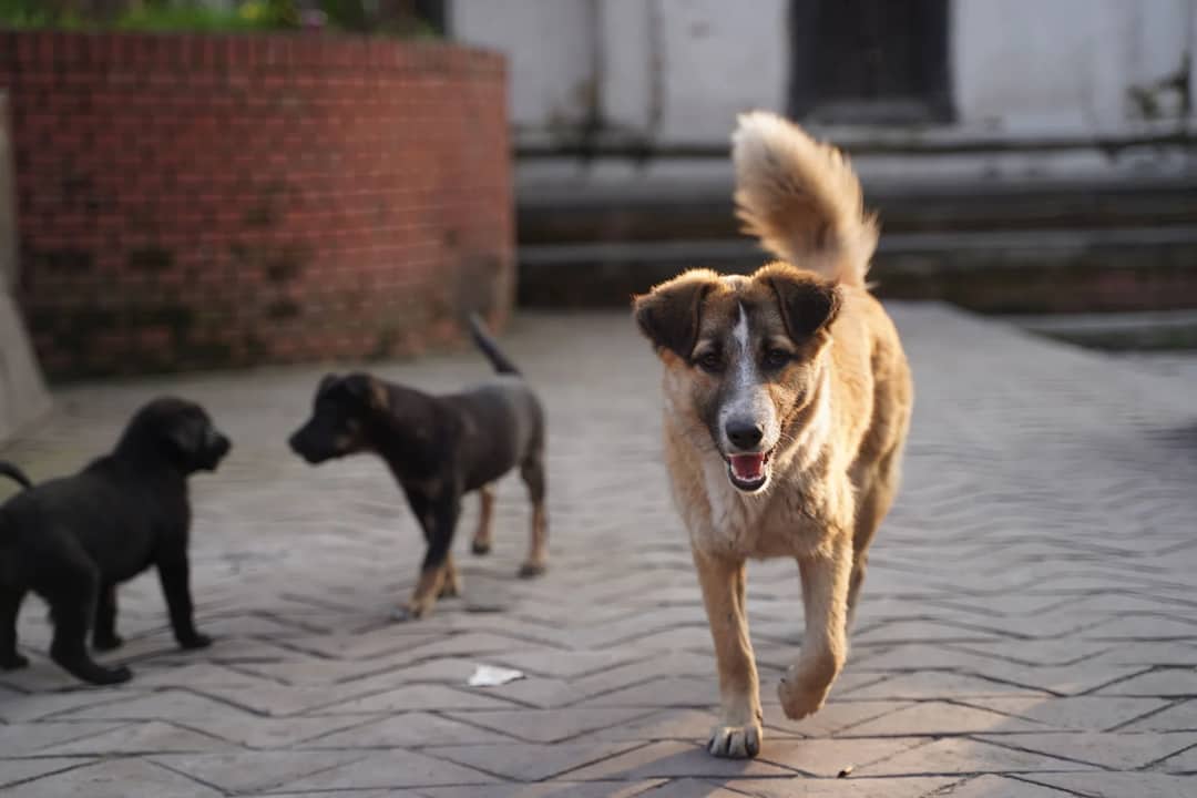 Street dogs on a paved lane