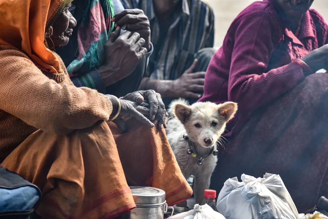 A street dog in a Nepali town
