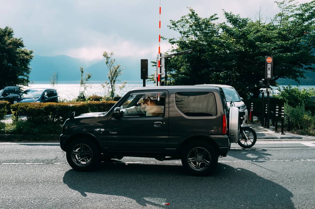 A dog sits in a car by a scenic roadside with a serene lake in the background, near lush greenery.