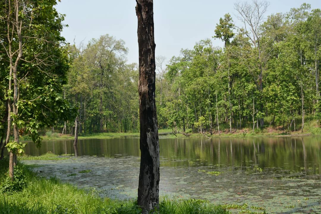 A forest lake in the lowlands of southern Nepal