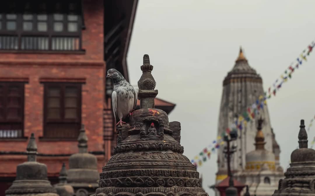 A pigeon perches on a stupa at Patan Durbar Square, Kathmandu, showcasing cultural heritage.