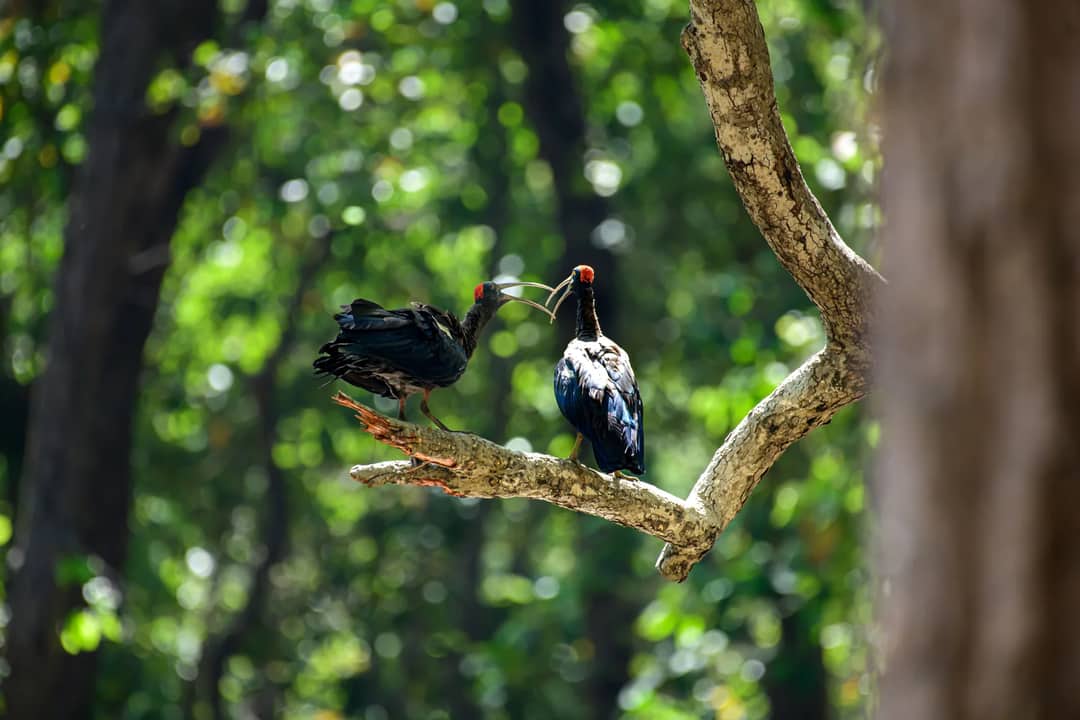 A pair of Red-naped Ibis perched on a tree branch in Kanha National Park, India.
