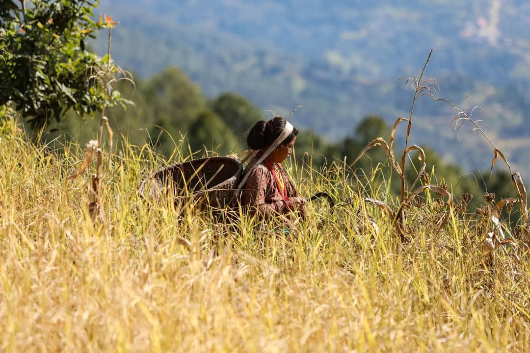 Woman farming in Bagmati, Nepal, captures rural tradition among golden fields.