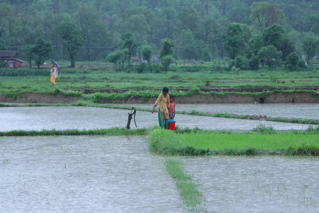 A rural scene depicting people working in the rain-soaked terraced rice fields of Nepal.