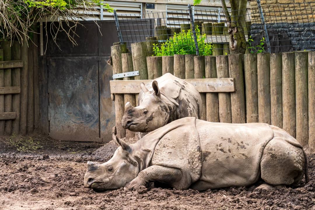 Two Greater One-horned Rhinos wallowing in mud at Buffalo Zoo, showcasing their natural habitat and behavior.