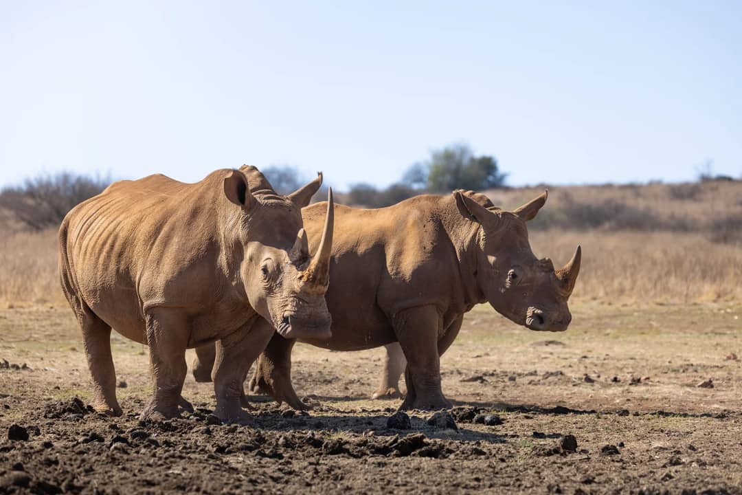 A pair of white rhinoceroses standing together in an African grassland during daylight.