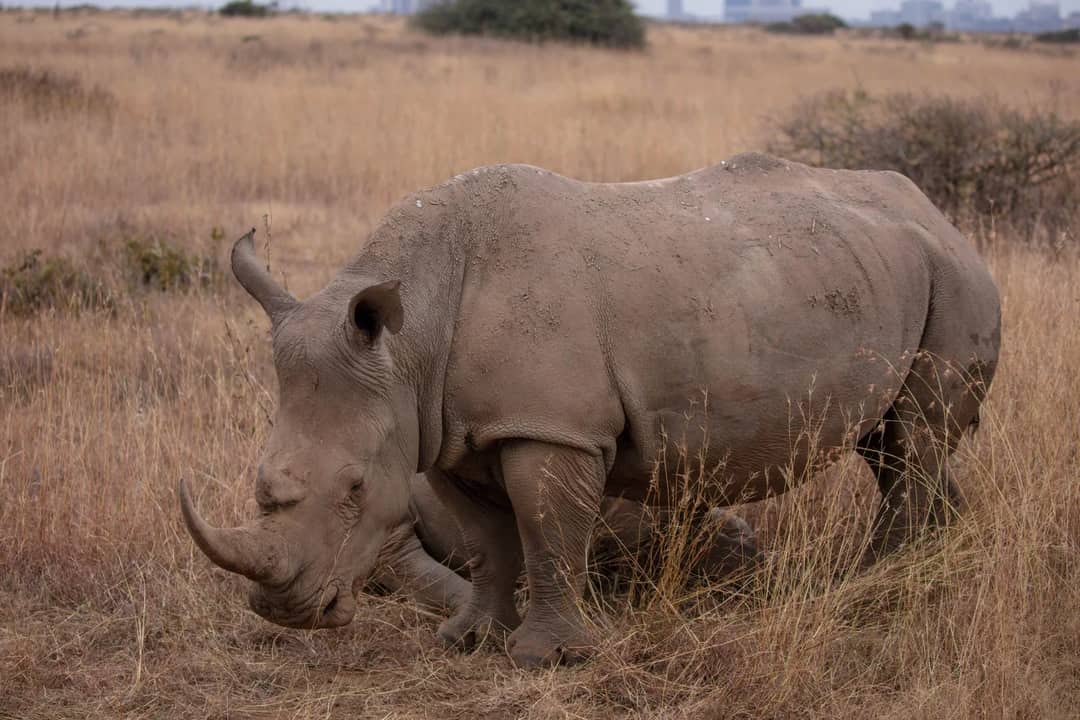 A close-up shot of a rhinoceros grazing in the African savannah, showcasing wildlife beauty.
