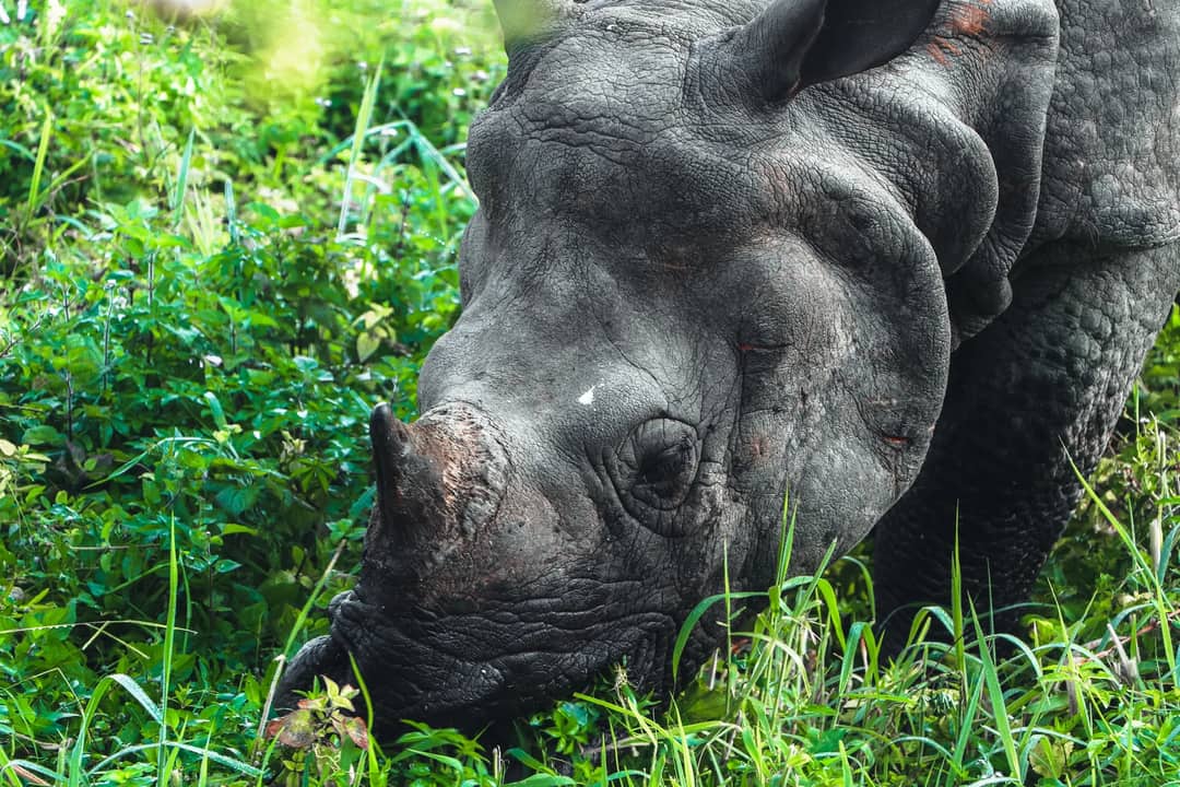 Close-up of a rhinoceros grazing in lush greenery in Narayani, Nepal.