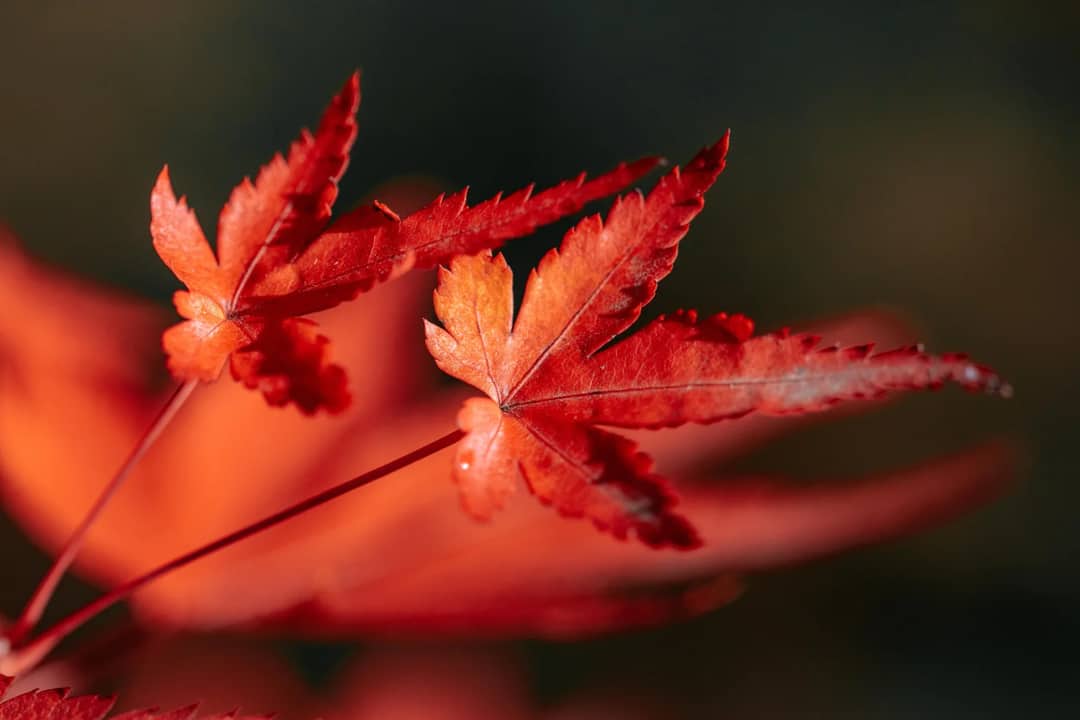 Red and orange maple leaves on a branch