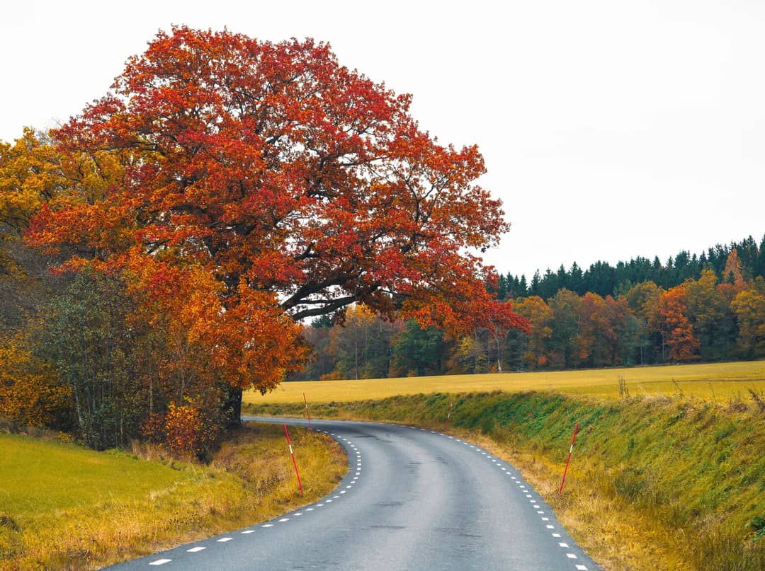 A country road through autumn trees