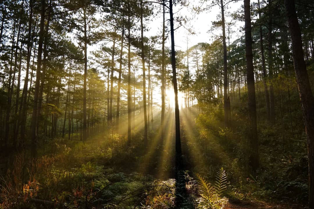 Sun rays illuminating a serene forest landscape during golden hour.