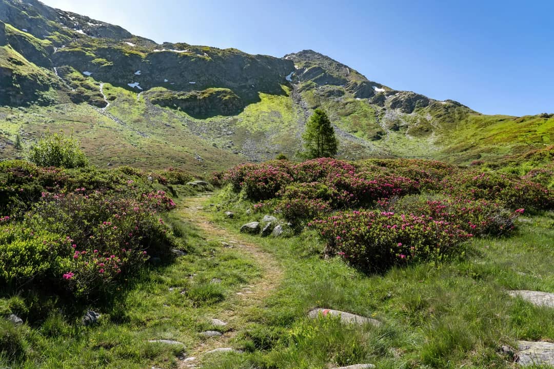 A picturesque mountain path surrounded by blooming alpine flowers under a clear blue sky.
