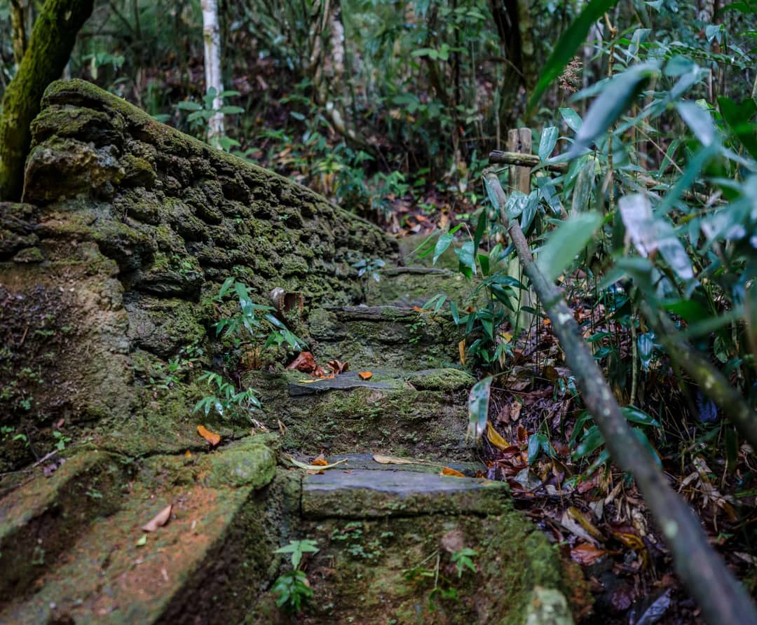 Rustic mossy stairway in a lush forest creates a serene woodland scene.