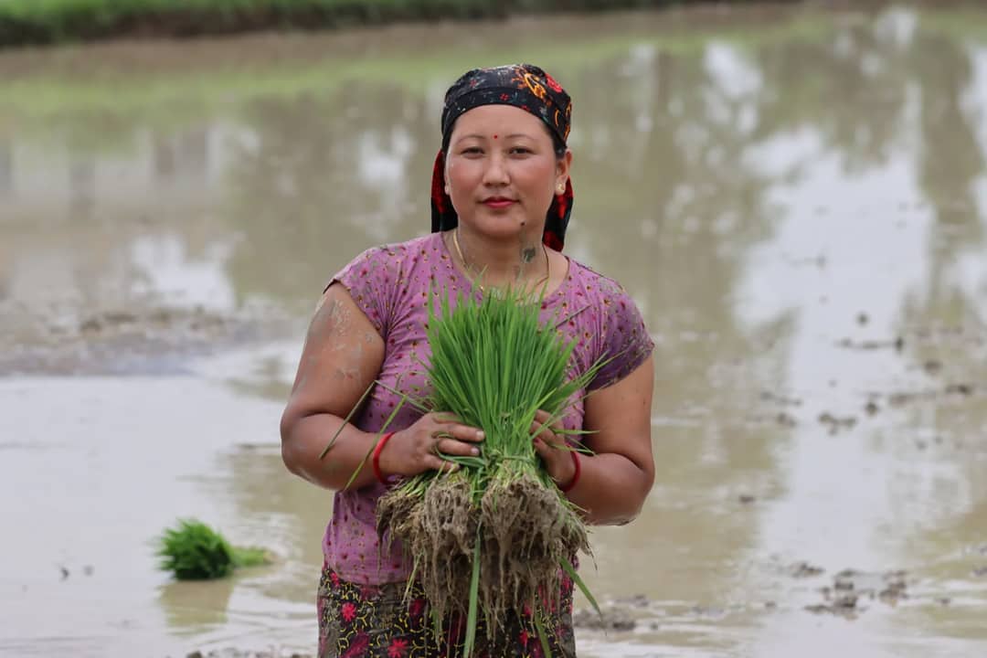 South Asian woman in Butwal, Nepal planting rice in a rural field.