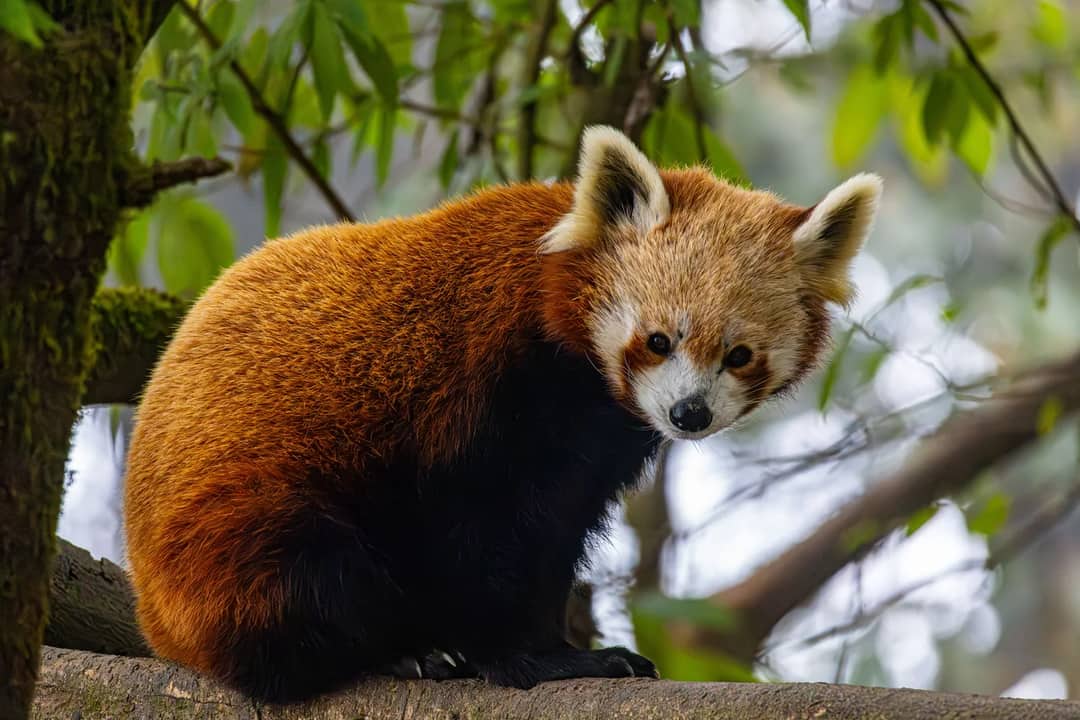 A close-up of a red panda perched on a tree branch in its natural habitat, surrounded by lush greenery.