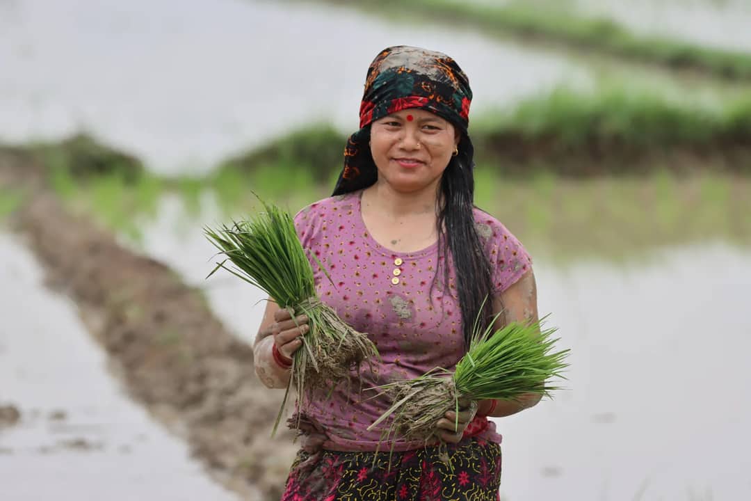 A woman farmer smiles while working in a rice paddy in Butwal, Nepal.