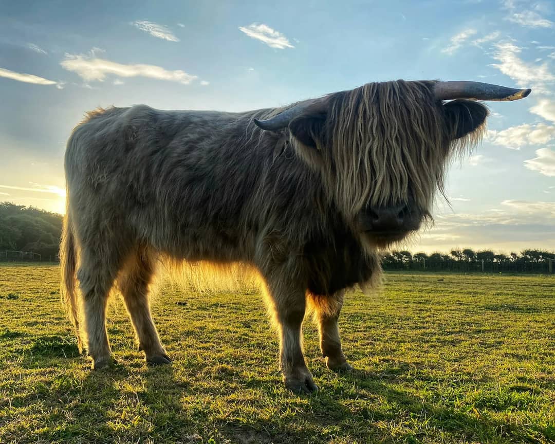 black cow on green grass field under blue sky during daytime