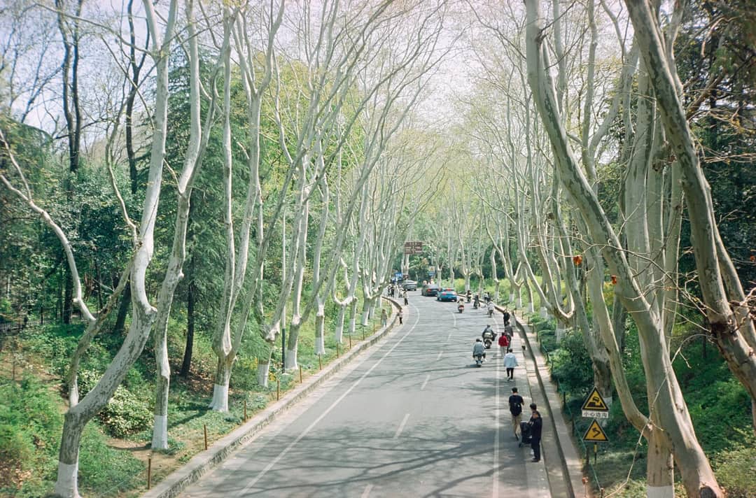 Scenic urban road lined with tall trees and cyclists, capturing tranquility and nature.