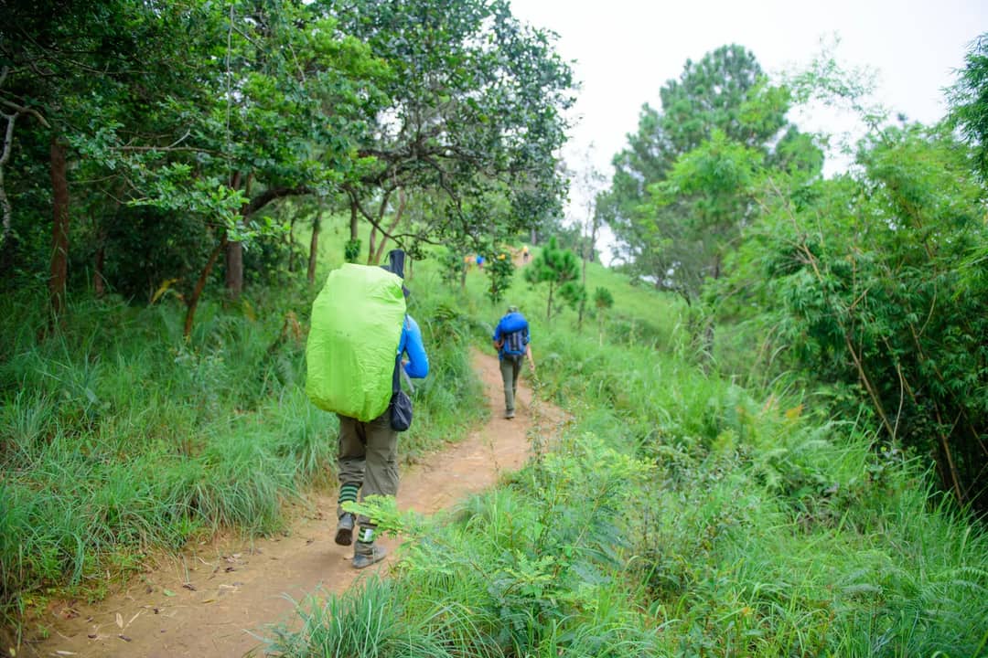 Two hikers explore a green forest trail, enjoying a serene outdoor adventure.